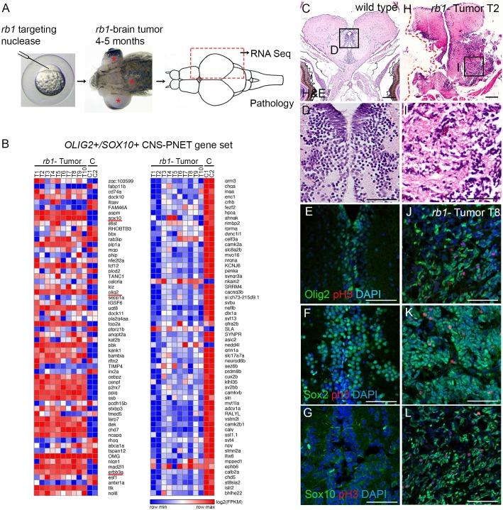 https://cdn.ncbi.nlm.nih.gov/pmc/blobs/e710/6031359/145fd23c0a4e/dmm-11-034124-g1.jpg