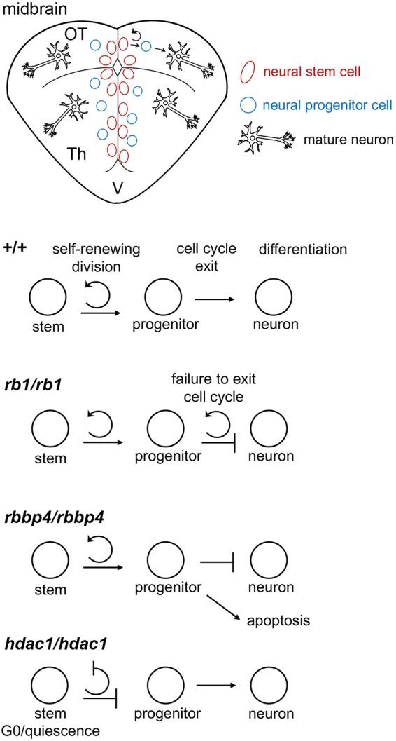 https://cdn.ncbi.nlm.nih.gov/pmc/blobs/e710/6031359/bbe75a578628/dmm-11-034124-g7.jpg