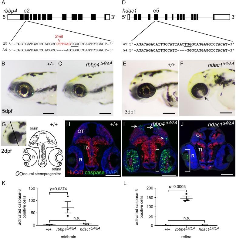 https://cdn.ncbi.nlm.nih.gov/pmc/blobs/e710/6031359/c2312c358ecc/dmm-11-034124-g5.jpg