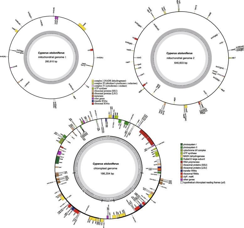 https://cdn.ncbi.nlm.nih.gov/pmc/blobs/e712/11220973/52c43464e0b1/12870_2024_5333_Fig2_HTML.jpg