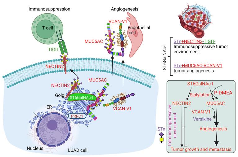 https://cdn.ncbi.nlm.nih.gov/pmc/blobs/e713/12077904/4331c8b50f19/jci-135-186863-g045.jpg