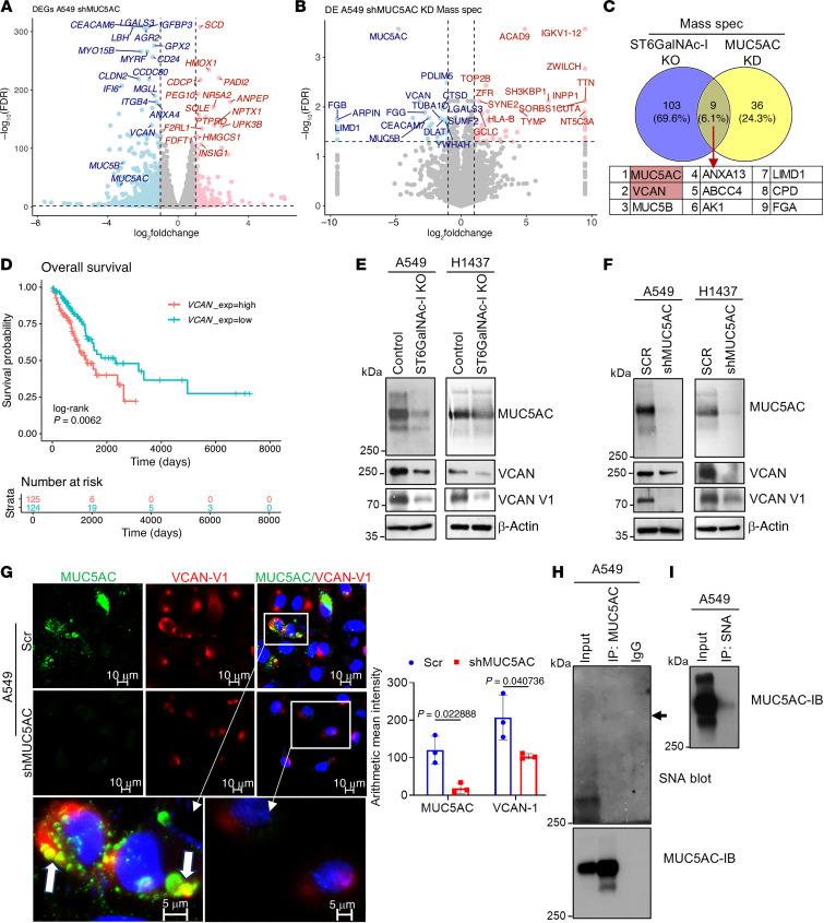 https://cdn.ncbi.nlm.nih.gov/pmc/blobs/e713/12077904/6219bb9a429e/jci-135-186863-g041.jpg