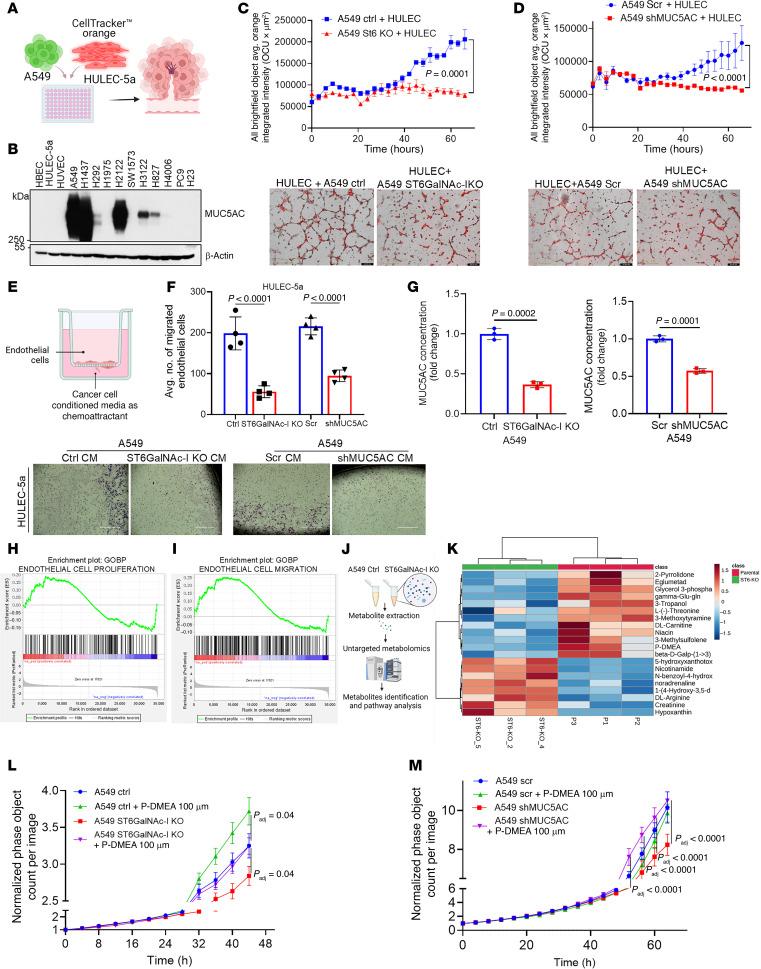 https://cdn.ncbi.nlm.nih.gov/pmc/blobs/e713/12077904/730bae8ad01f/jci-135-186863-g042.jpg