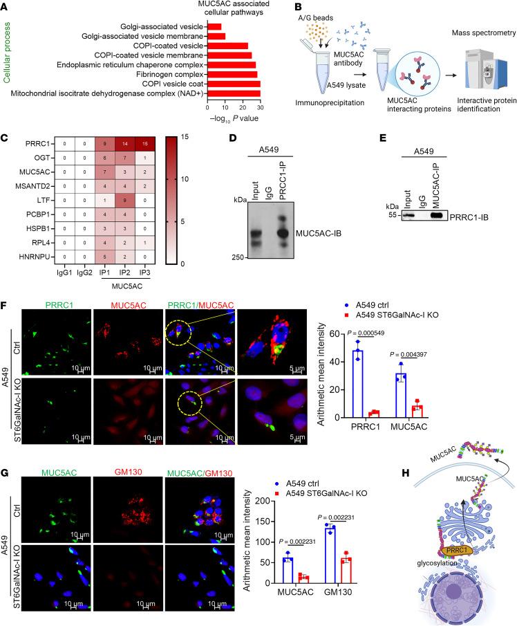 https://cdn.ncbi.nlm.nih.gov/pmc/blobs/e713/12077904/db29e98477ba/jci-135-186863-g043.jpg