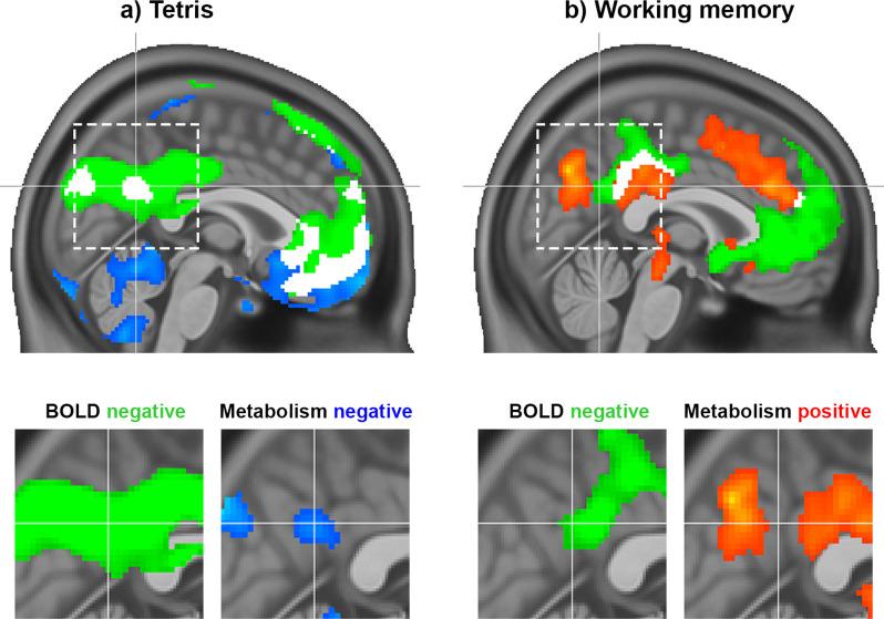 https://cdn.ncbi.nlm.nih.gov/pmc/blobs/e716/10229117/f88d9b2f8014/elife-84683-fig1.jpg