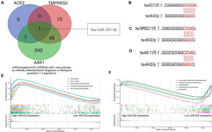 https://cdn.ncbi.nlm.nih.gov/pmc/blobs/e719/7644800/a111fa600ae1/fcell-08-577032-g006.jpg