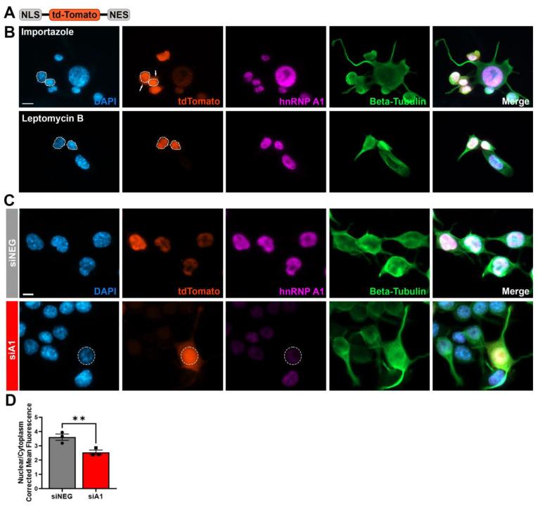 https://cdn.ncbi.nlm.nih.gov/pmc/blobs/e71b/11505608/4137e846a280/brainsci-14-01039-g006.jpg