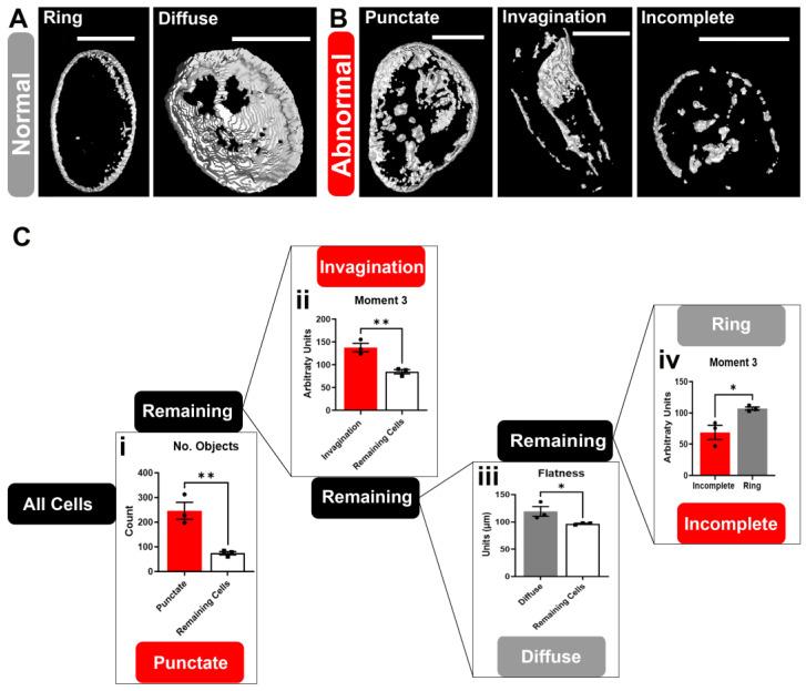 https://cdn.ncbi.nlm.nih.gov/pmc/blobs/e71b/11505608/93cecb435b0f/brainsci-14-01039-g003.jpg