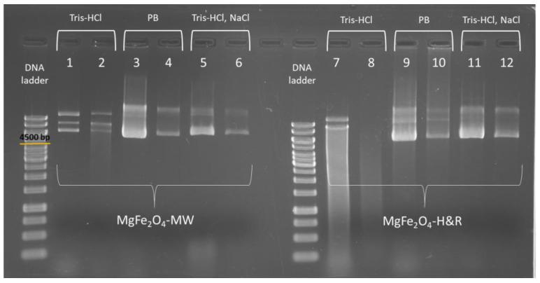 https://cdn.ncbi.nlm.nih.gov/pmc/blobs/e720/10532358/ac38d33e5d0d/ijms-24-14190-g005.jpg