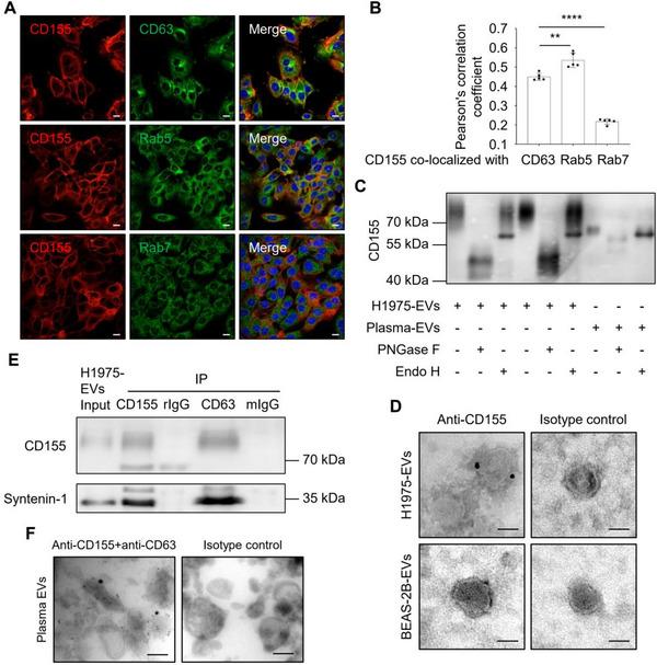 https://cdn.ncbi.nlm.nih.gov/pmc/blobs/e722/12077270/25725ee255a0/JEV2-14-e70078-g007.jpg