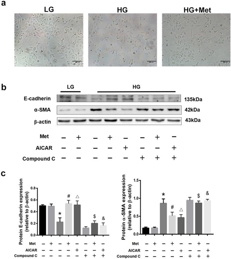 https://cdn.ncbi.nlm.nih.gov/pmc/blobs/e725/8357942/30c40a20fd0a/41598_2021_95827_Fig6_HTML.jpg