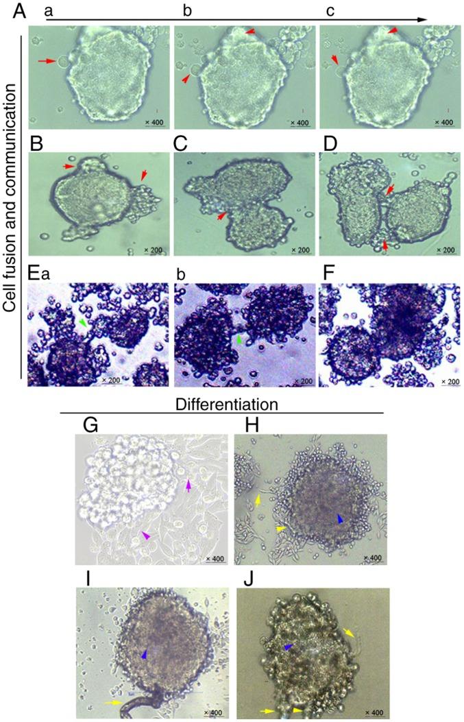 https://cdn.ncbi.nlm.nih.gov/pmc/blobs/e72b/6196647/1f680517e6a7/OR-40-06-3297-g00.jpg