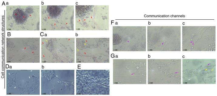 https://cdn.ncbi.nlm.nih.gov/pmc/blobs/e72b/6196647/608cedceb49b/OR-40-06-3297-g01.jpg