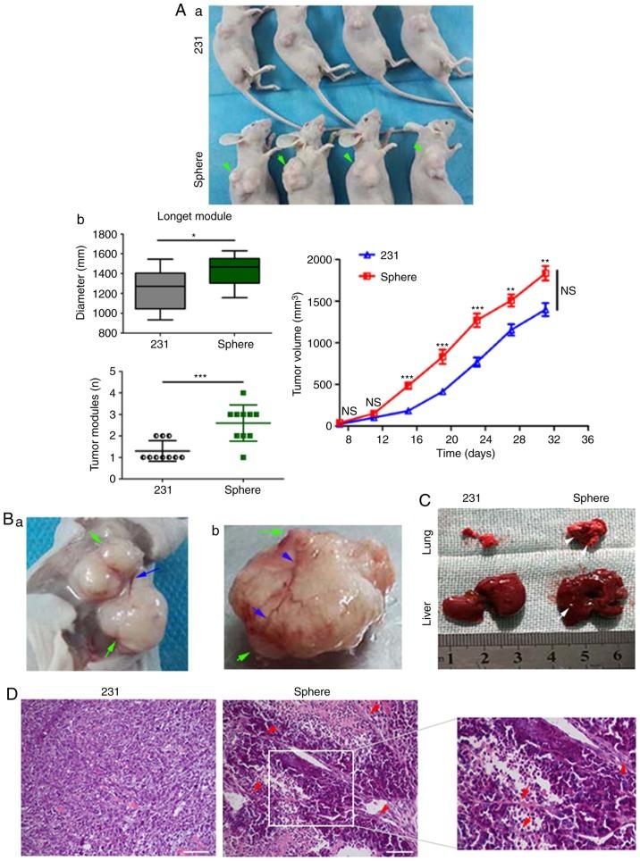 https://cdn.ncbi.nlm.nih.gov/pmc/blobs/e72b/6196647/682da2361463/OR-40-06-3297-g07.jpg