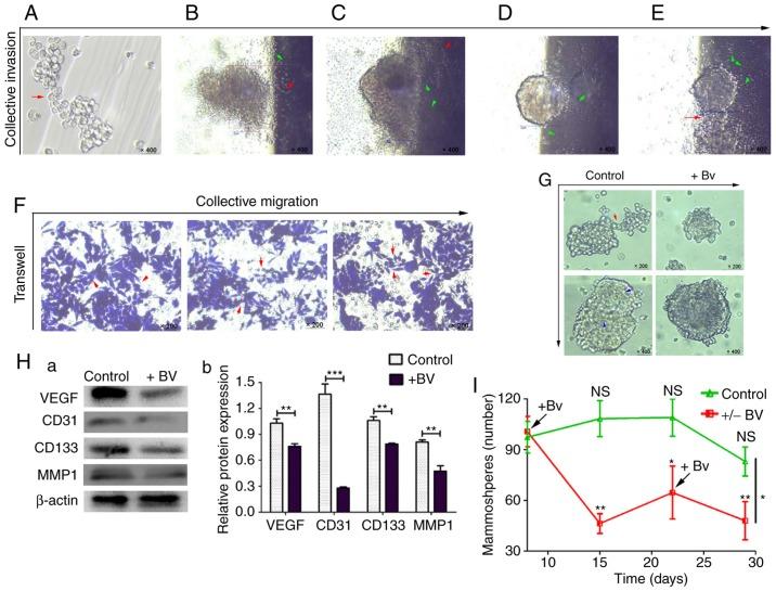 https://cdn.ncbi.nlm.nih.gov/pmc/blobs/e72b/6196647/b35c482ba845/OR-40-06-3297-g06.jpg