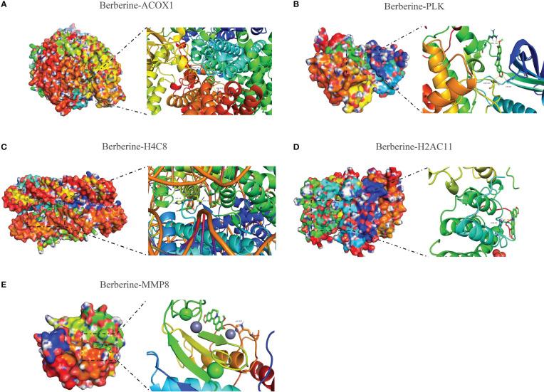 https://cdn.ncbi.nlm.nih.gov/pmc/blobs/e72e/10076552/b88657462ffd/fimmu-14-1038651-g009.jpg