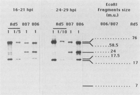 https://cdn.ncbi.nlm.nih.gov/pmc/blobs/e72e/251187/108386e8f817/jvirol00079-0255-c.jpg