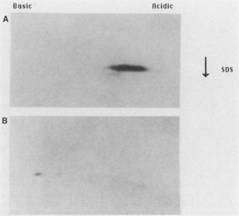 https://cdn.ncbi.nlm.nih.gov/pmc/blobs/e72e/251187/170acb36adf4/jvirol00079-0255-b.jpg