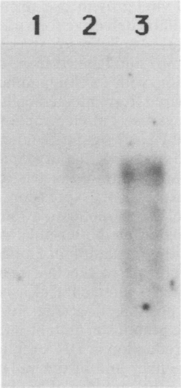 https://cdn.ncbi.nlm.nih.gov/pmc/blobs/e72e/251187/6461c51c694f/jvirol00079-0255-a.jpg