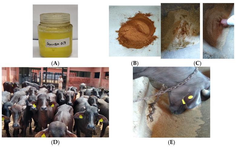https://cdn.ncbi.nlm.nih.gov/pmc/blobs/e730/12189884/bb7c1a50688f/antioxidants-14-00702-g001.jpg
