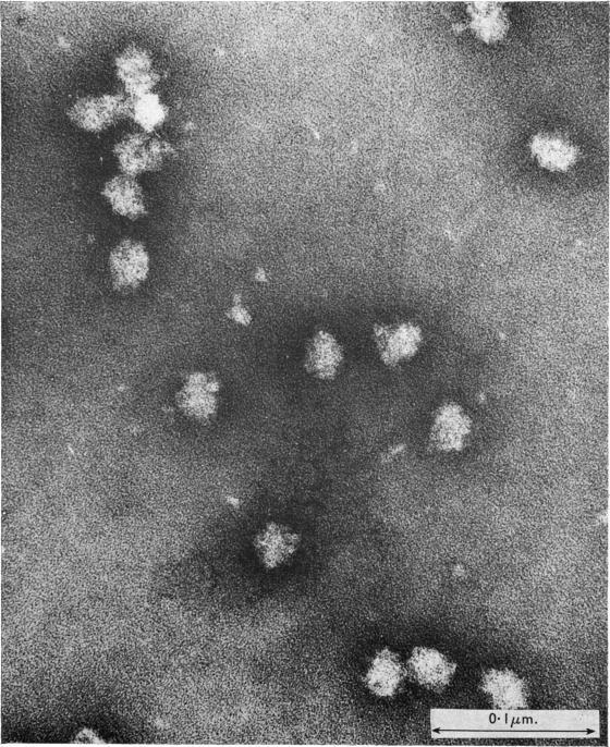 https://cdn.ncbi.nlm.nih.gov/pmc/blobs/e736/1184962/ef7eee2c4455/biochemj00693-0109-a.jpg