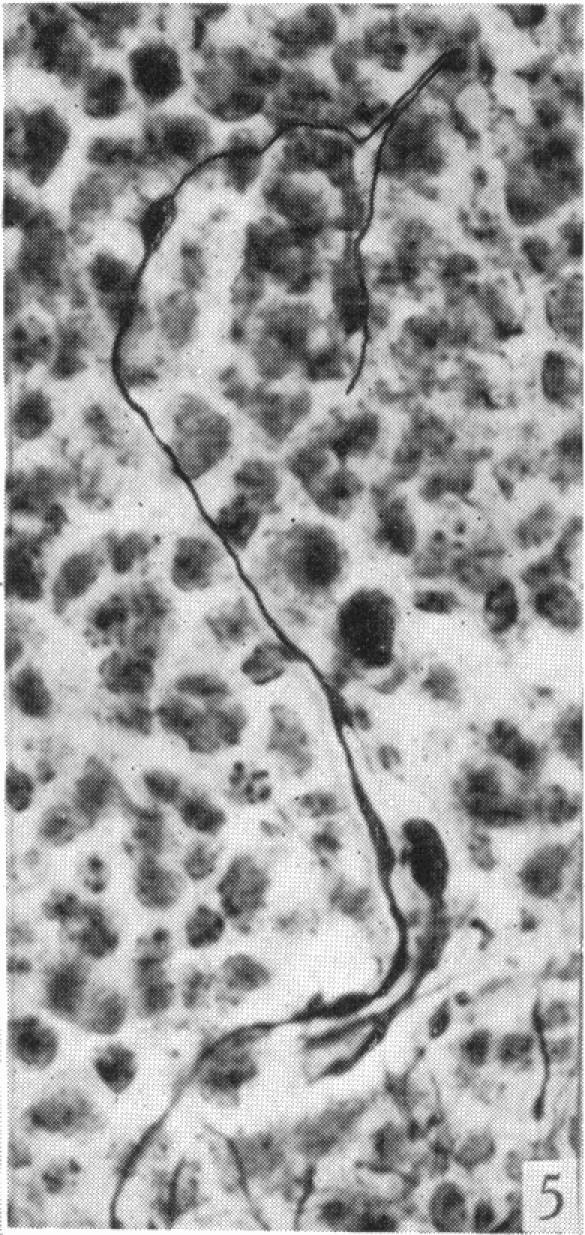https://cdn.ncbi.nlm.nih.gov/pmc/blobs/e736/1252767/8dcef37977c6/janat00506-0057-e.jpg