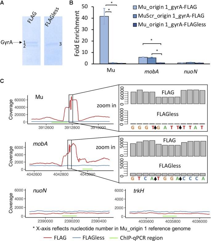 https://cdn.ncbi.nlm.nih.gov/pmc/blobs/e738/9943676/67b3f4bb938f/gkac1223fig1.jpg