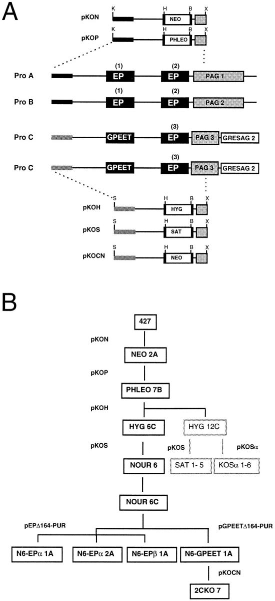 https://cdn.ncbi.nlm.nih.gov/pmc/blobs/e73a/2132531/14dd3aaddc9a/JCB.10888f2.jpg