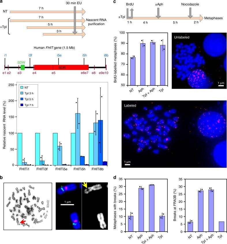https://cdn.ncbi.nlm.nih.gov/pmc/blobs/e73d/6911102/e90d29b62343/41467_2019_13674_Fig4_HTML.jpg