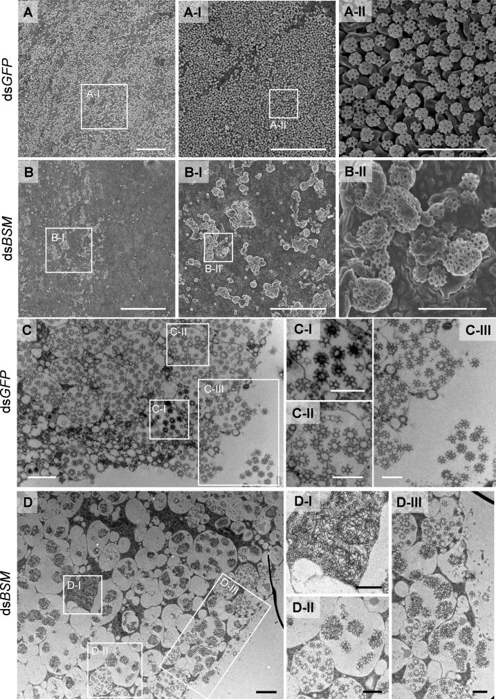 https://cdn.ncbi.nlm.nih.gov/pmc/blobs/e73f/12119089/22f601529384/elife-99639-fig4-figsupp1.jpg