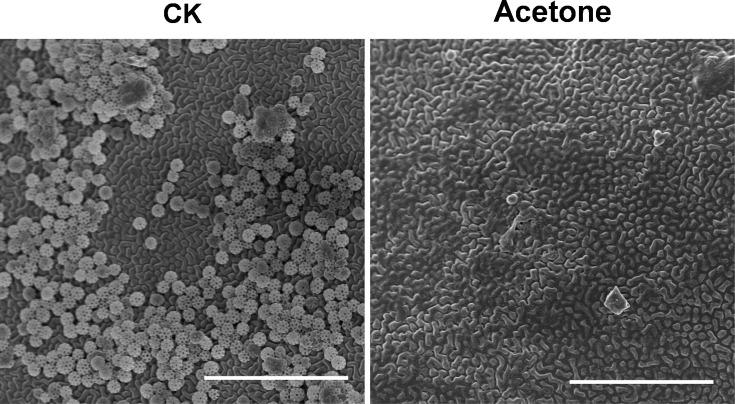 https://cdn.ncbi.nlm.nih.gov/pmc/blobs/e73f/12119089/2dd11132057c/elife-99639-fig5-figsupp1.jpg