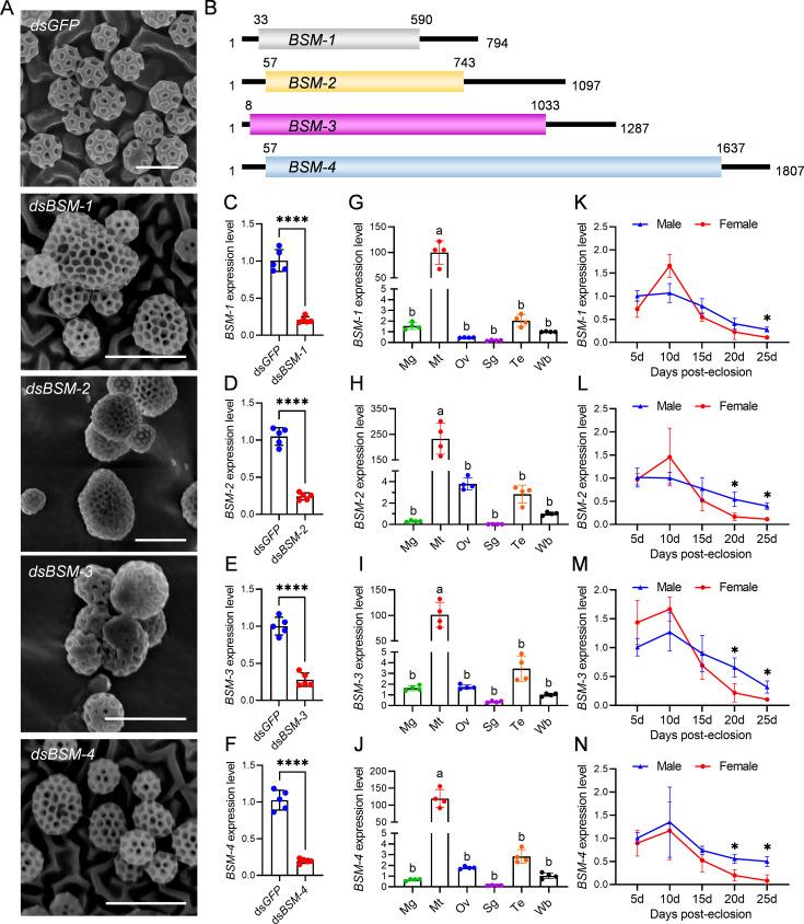 https://cdn.ncbi.nlm.nih.gov/pmc/blobs/e73f/12119089/94c924323143/elife-99639-fig3.jpg