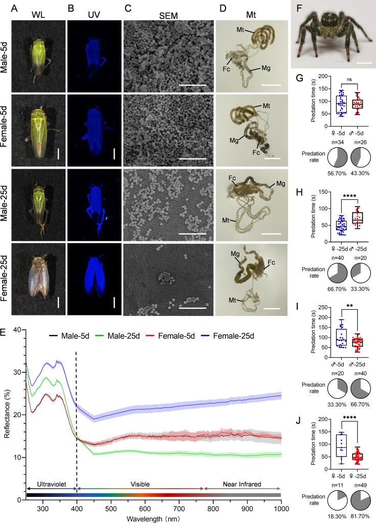 https://cdn.ncbi.nlm.nih.gov/pmc/blobs/e73f/12119089/98263e78a5c1/elife-99639-fig2.jpg