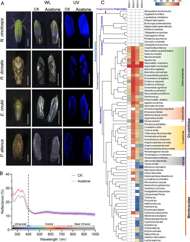 https://cdn.ncbi.nlm.nih.gov/pmc/blobs/e73f/12119089/f46352626a5a/elife-99639-fig5.jpg