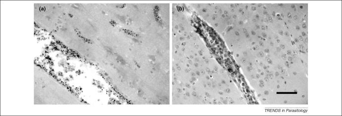 https://cdn.ncbi.nlm.nih.gov/pmc/blobs/e740/2807032/8e3a959ce885/gr2.jpg