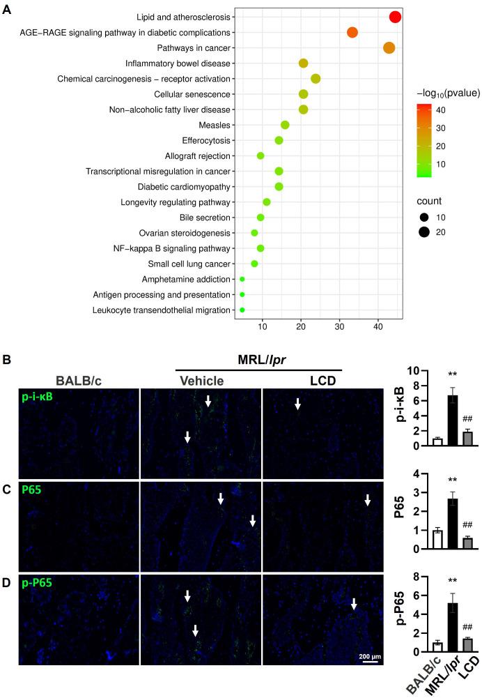 https://cdn.ncbi.nlm.nih.gov/pmc/blobs/e743/12343237/29e6f1de21a5/fendo-16-1639261-g004.jpg