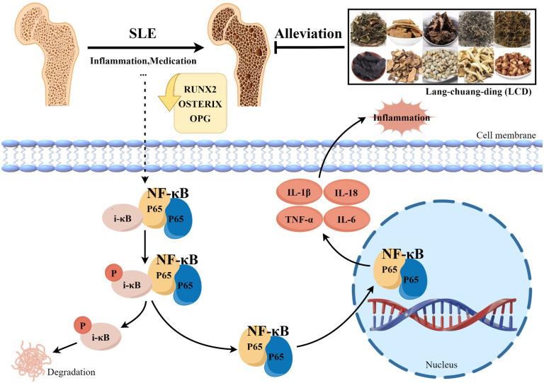 https://cdn.ncbi.nlm.nih.gov/pmc/blobs/e743/12343237/6dfc03c98331/fendo-16-1639261-g005.jpg