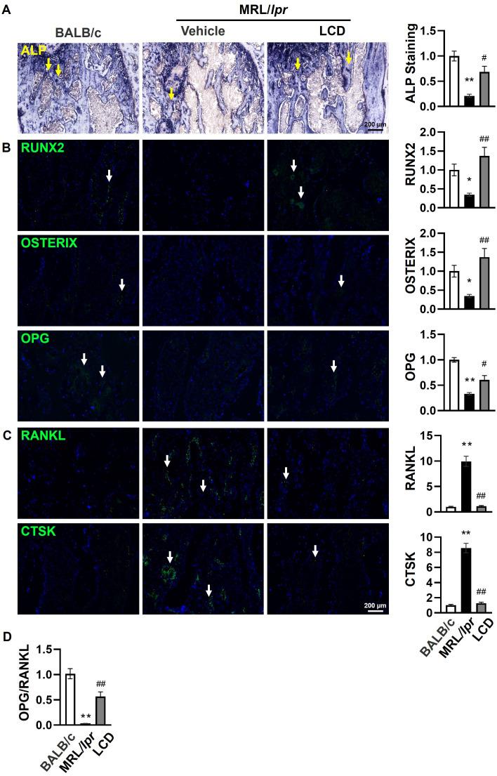 https://cdn.ncbi.nlm.nih.gov/pmc/blobs/e743/12343237/cdfce97931e1/fendo-16-1639261-g002.jpg