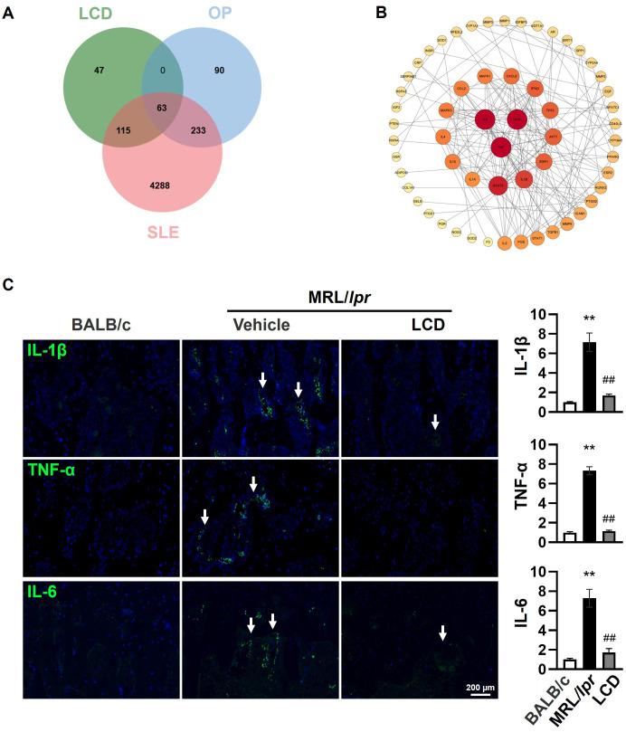 https://cdn.ncbi.nlm.nih.gov/pmc/blobs/e743/12343237/e602e67a541a/fendo-16-1639261-g003.jpg