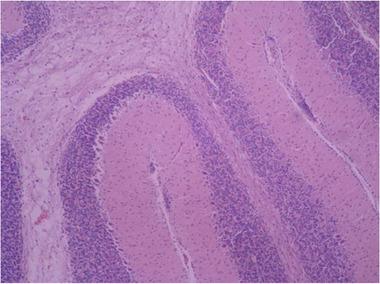 https://cdn.ncbi.nlm.nih.gov/pmc/blobs/e743/8413823/8db5e9bfa7f6/BRB3-11-e2319-g001.jpg