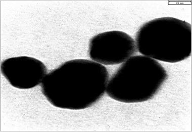 https://cdn.ncbi.nlm.nih.gov/pmc/blobs/e743/8413823/c45aafd8bbc8/BRB3-11-e2319-g006.jpg
