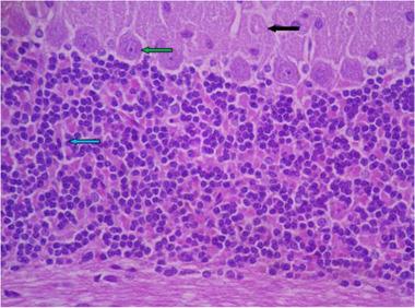 https://cdn.ncbi.nlm.nih.gov/pmc/blobs/e743/8413823/ee4a54580184/BRB3-11-e2319-g008.jpg