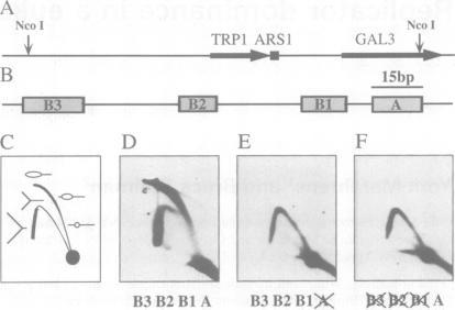 https://cdn.ncbi.nlm.nih.gov/pmc/blobs/e746/395237/06105f382c76/emboj00062-0190-a.jpg