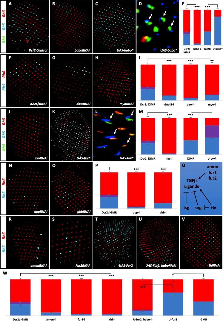 https://cdn.ncbi.nlm.nih.gov/pmc/blobs/e746/5599232/0d8c93be5e07/elife-25301-fig2.jpg