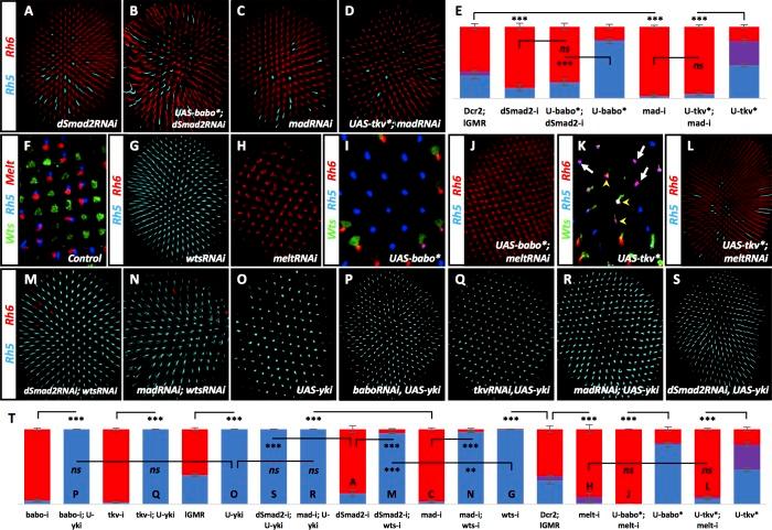https://cdn.ncbi.nlm.nih.gov/pmc/blobs/e746/5599232/1a5a238215b2/elife-25301-fig4.jpg