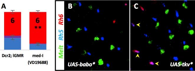 https://cdn.ncbi.nlm.nih.gov/pmc/blobs/e746/5599232/5404bfd0c70b/elife-25301-fig4-figsupp1.jpg
