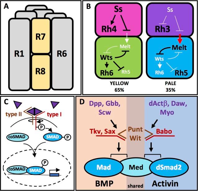 https://cdn.ncbi.nlm.nih.gov/pmc/blobs/e746/5599232/e8ba033de5be/elife-25301-fig1.jpg