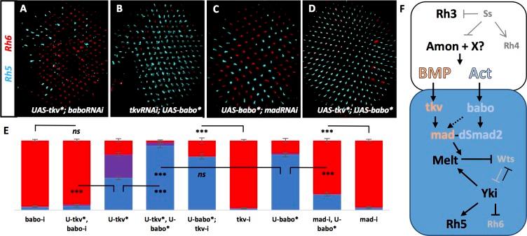 https://cdn.ncbi.nlm.nih.gov/pmc/blobs/e746/5599232/f3c5648142b0/elife-25301-fig6.jpg