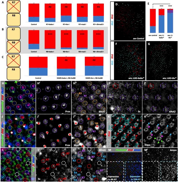 https://cdn.ncbi.nlm.nih.gov/pmc/blobs/e746/5599232/ff2cec286d7d/elife-25301-fig5.jpg