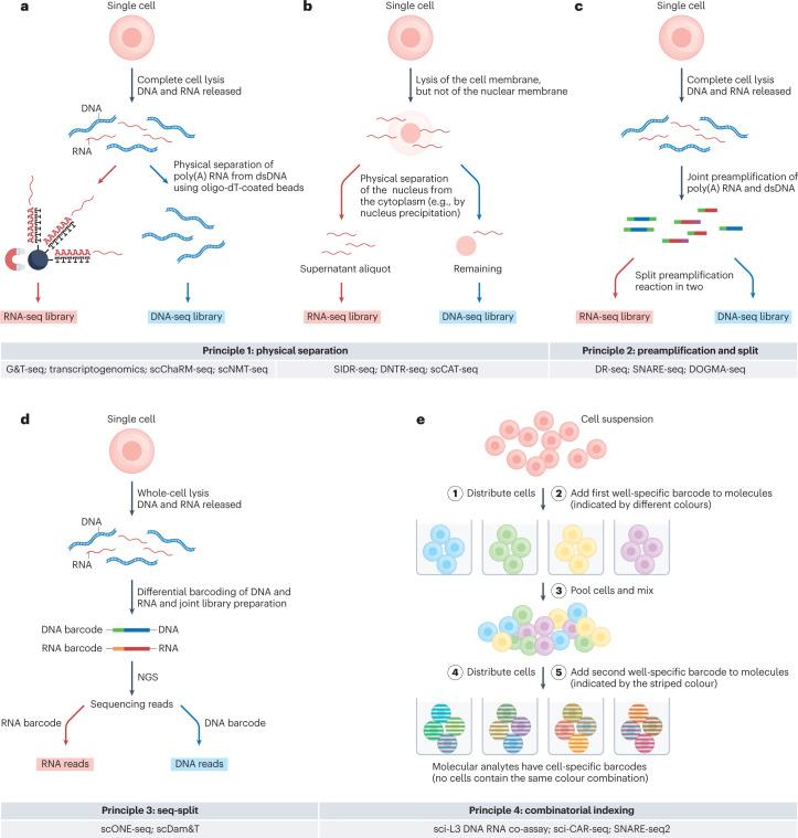 https://cdn.ncbi.nlm.nih.gov/pmc/blobs/e74a/9979144/80cc31cf0879/41576_2023_580_Fig2_HTML.jpg